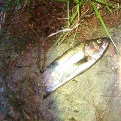 釣ったのに……