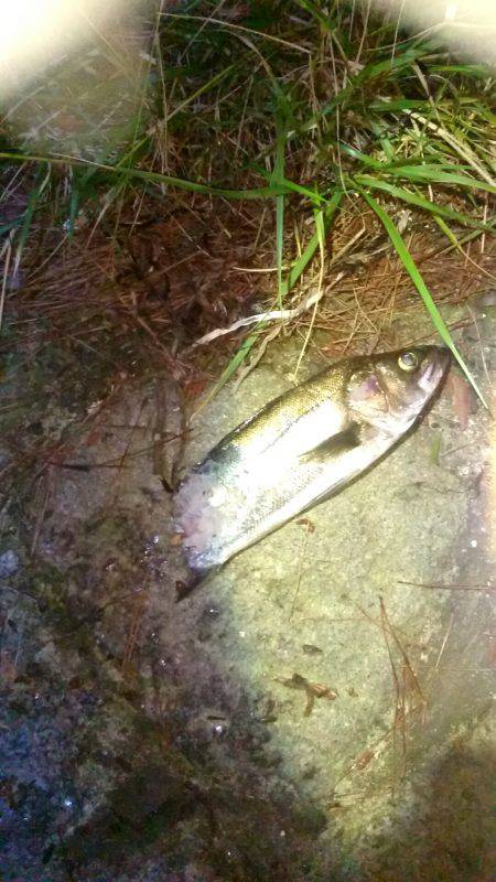 釣ったのに……