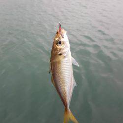 小浜新港エギング・アジング釣行