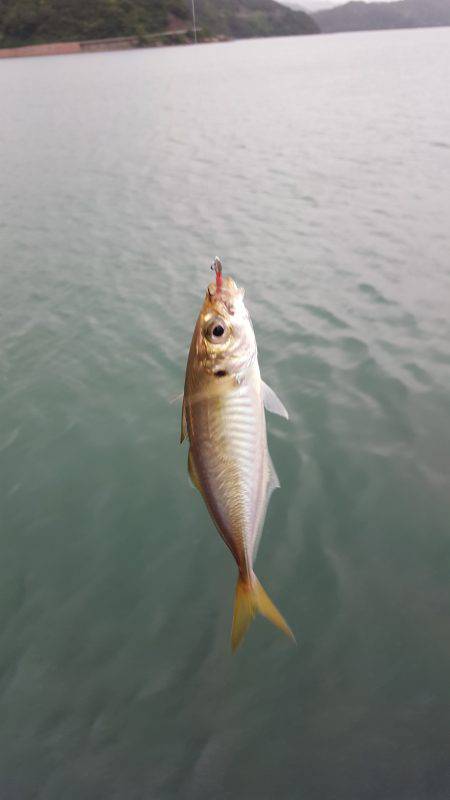 小浜新港エギング・アジング釣行