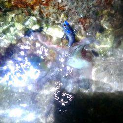 バイブでタコ……