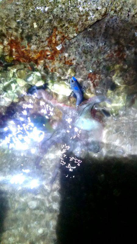 バイブでタコ……