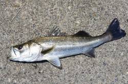 シーバス狙いに