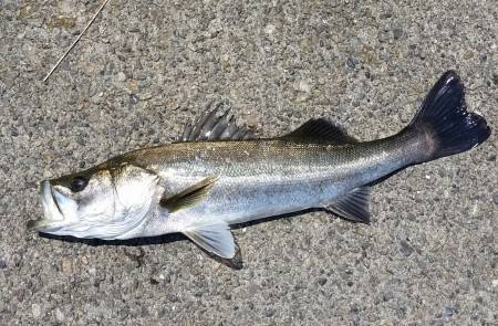 シーバス狙いに