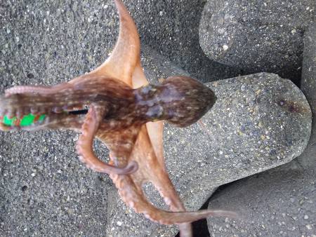 たこ！タコ！蛸！