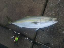 貝塚人工島　沖向きテトラ　夕マズメのブリ