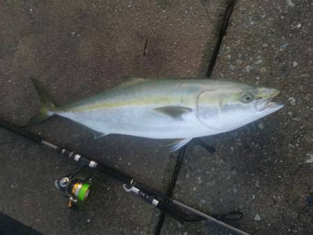 貝塚人工島　沖向きテトラ　夕マズメのブリ