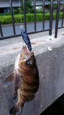 今日はロックフィッシュ