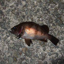 5目まであと1種類