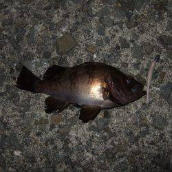 あたりは多かったんですが・・・。