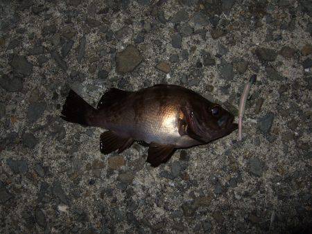 あたりは多かったんですが・・・。