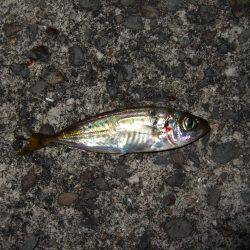 子サバに癒されました