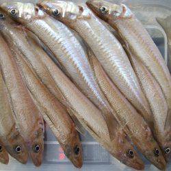 キスとアジ粘り勝ち