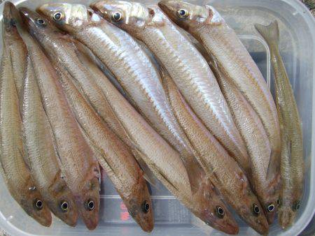 キスとアジ粘り勝ち