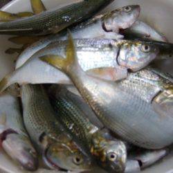 コノシロ釣り。