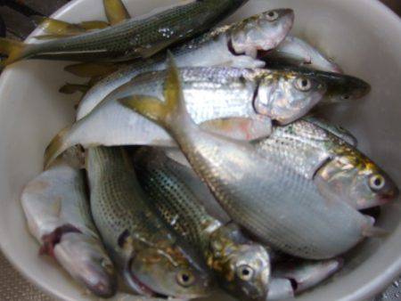 コノシロ釣り。