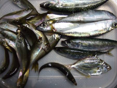 温泉裏にて豆アジ、小サバ。