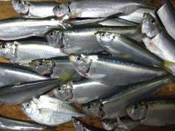 赤穂港にてママカリ釣り。