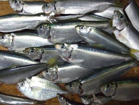 赤穂港にてママカリ釣り。