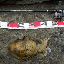 磯でアオリイカのヤエン釣り