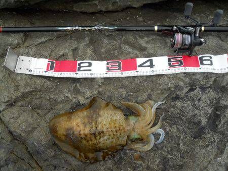 磯でアオリイカのヤエン釣り