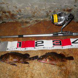 夕方～夜、エビ撒き釣り調査