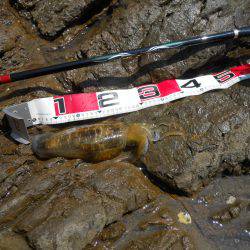 磯でアオリイカのヤエン釣り