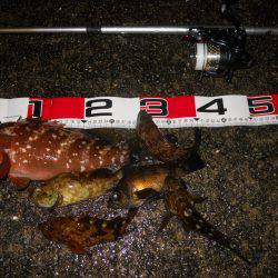 夕方~雨天のエビ撒き釣り