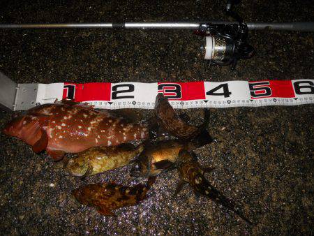 夕方～雨天のエビ撒き釣り