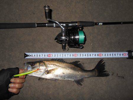 厳しいバチパターン…。