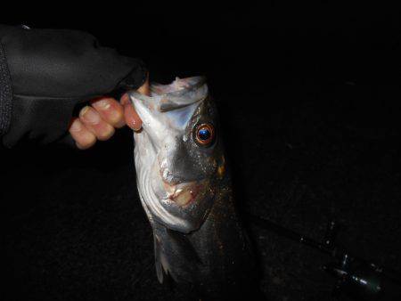 マイクロベイトパターン？