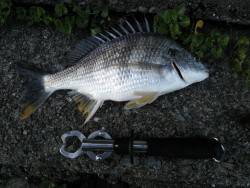 シーバス!!..じゃない！