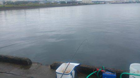 食品コンビナートでサビキ釣り