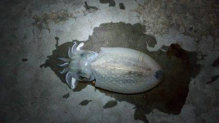 神戸港エギング