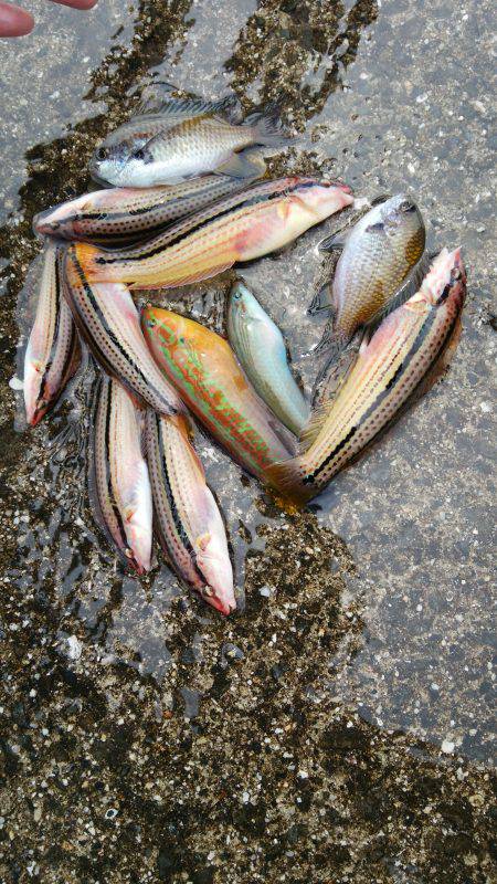 強風、大波、ベラ入れ食い