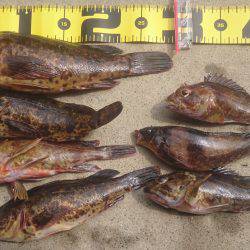 エギングからロックフィッシュ