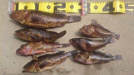 エギングからロックフィッシュ