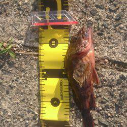 エギングからロックフィッシュ