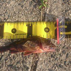 エギングからロックフィッシュ