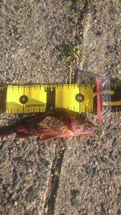 エギングからロックフィッシュ