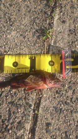 エギングからロックフィッシュ