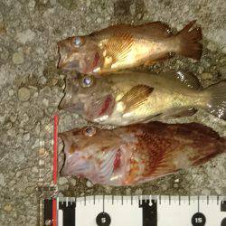 メバリング&エギング