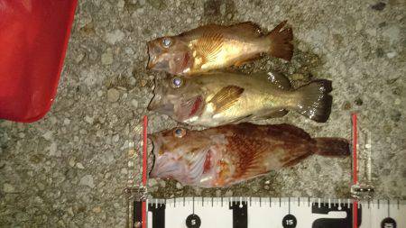 メバリング&エギング