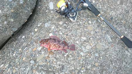 アジングのはずが…