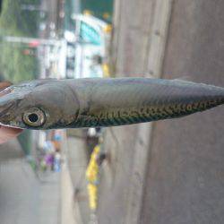 楽しいライトゲーム