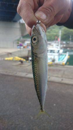 楽しいライトゲーム