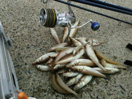 今季初、淡路キス釣り