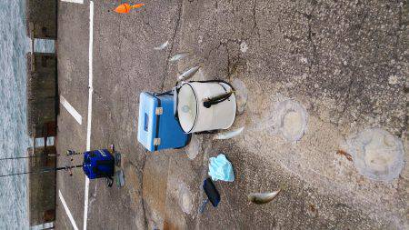 マメ、マメ、マメ、マメ 豆！