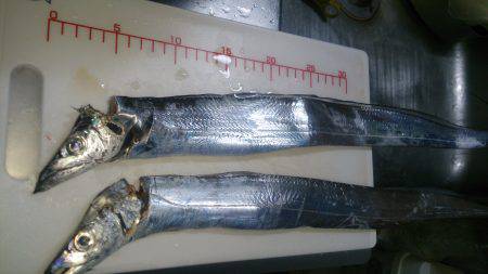 群れがきている！？