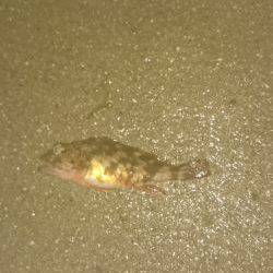 狙いはアオリイカ